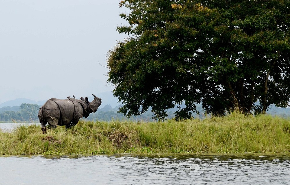 Kaziranga National Park